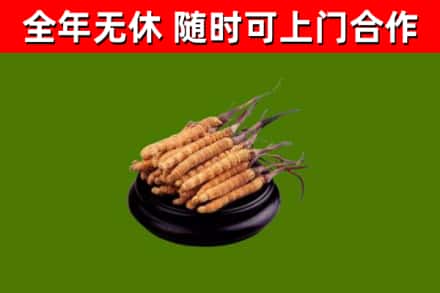 惠来县烟酒回收冬虫夏草.jpg