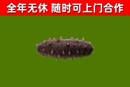 惠来县回收海参干